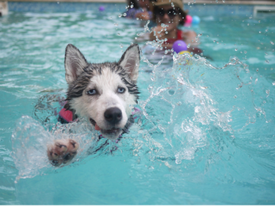 Dicas Divertidas para Aproveitar o Verão com Seu Pet